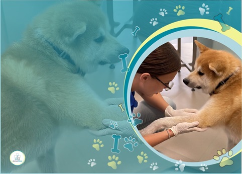 Pet skin redness: causes and help from a dermatologist