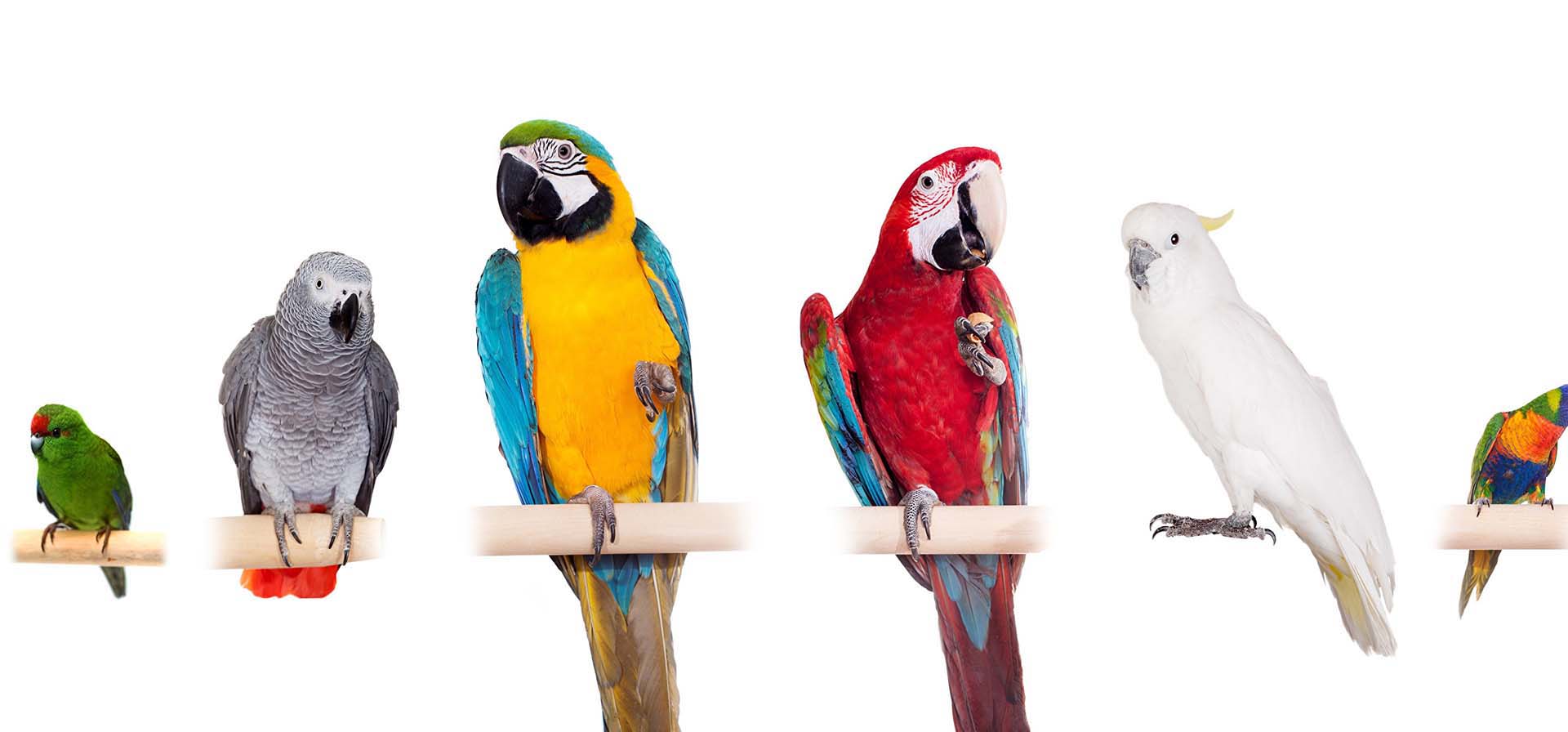 Ornithology