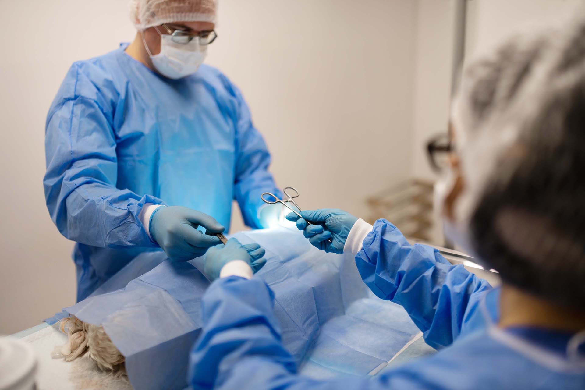 Surgery for animals